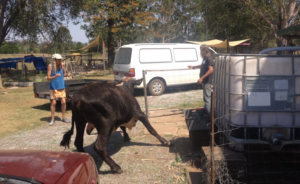 Theebine residents chase a stray bull from their backyard. Theebine residents chase a stray bull from their backyard.